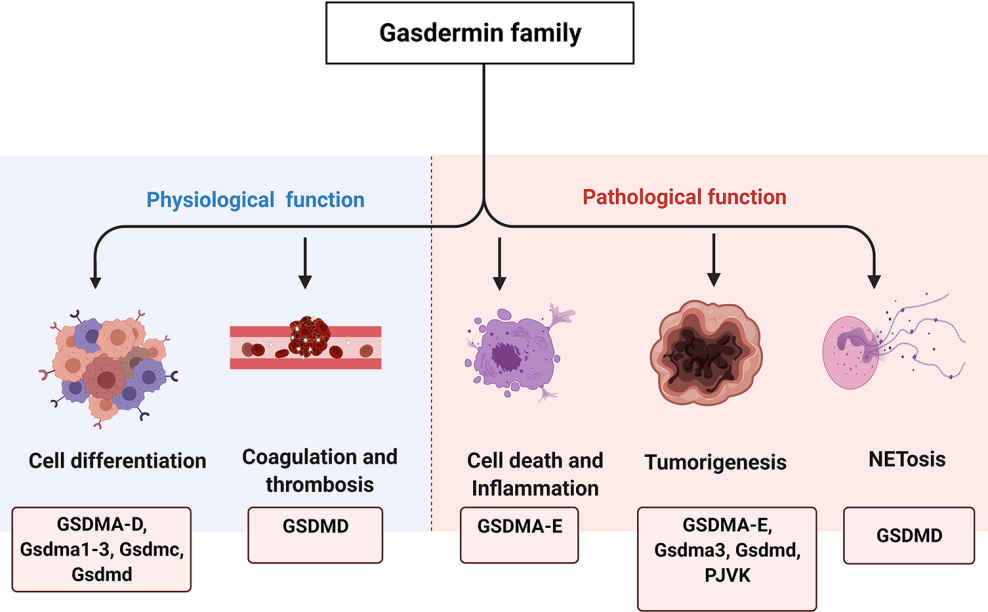 Pyroptosis the GSDM family