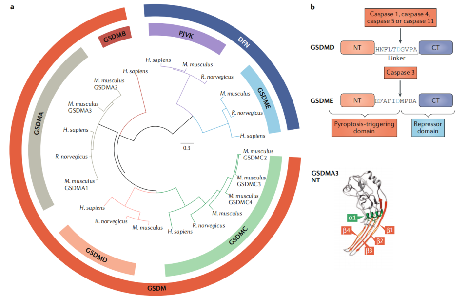 Pyroptosis the GSDM family