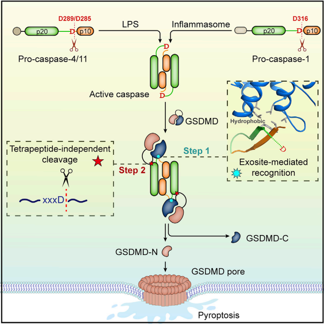Pyroptosis the GSDM family