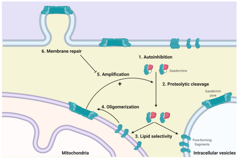 Pyroptosis the GSDM family
