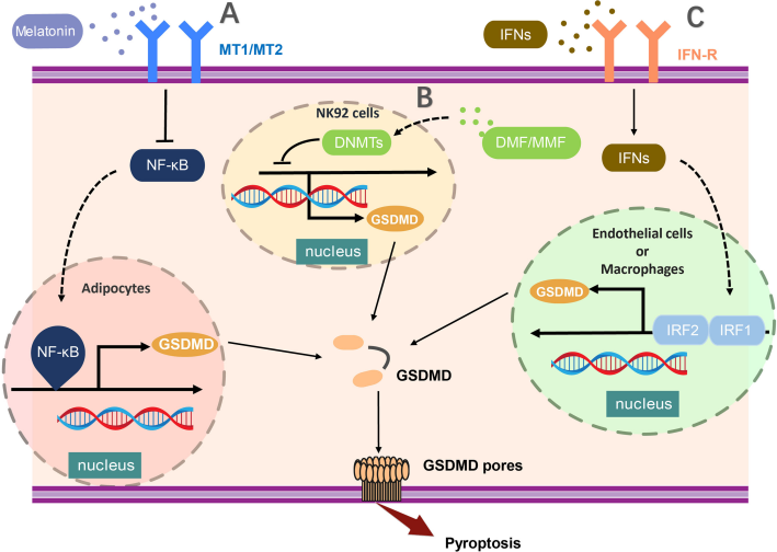 Pyroptosis the GSDM family