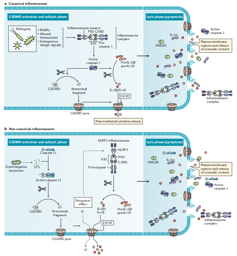 Pyroptosis the GSDM family