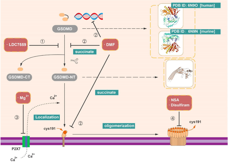 Pyroptosis the GSDM family