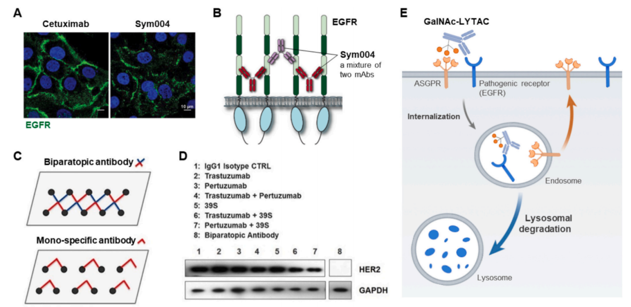 Receptor-ligand interactions for optimized endocytosis in targeted therapies