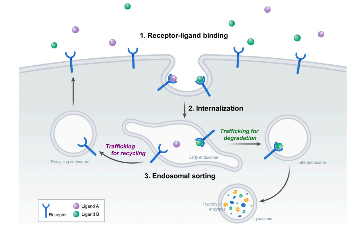 Receptor-ligand interactions for optimized endocytosis in targeted therapies