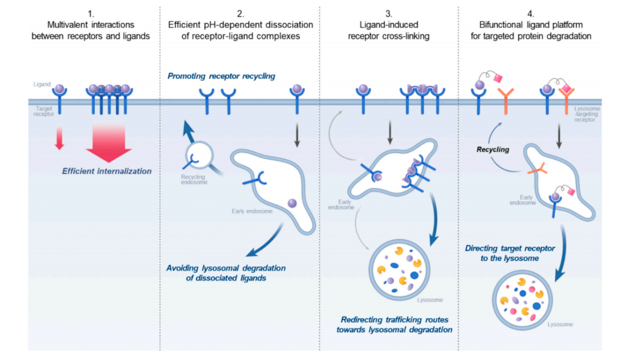 Receptor-ligand interactions for optimized endocytosis in targeted therapies