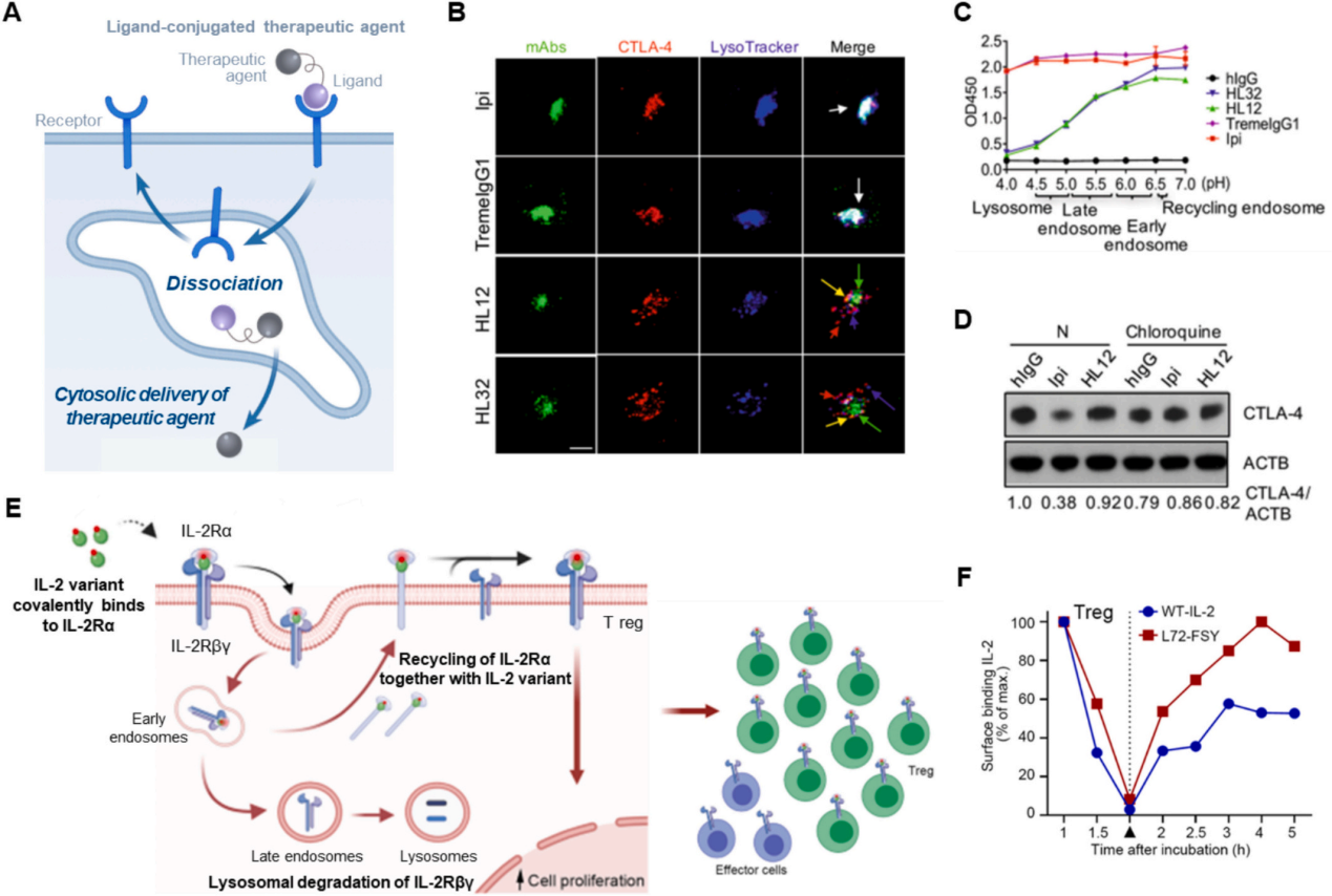 Receptor-ligand interactions for optimized endocytosis in targeted therapies