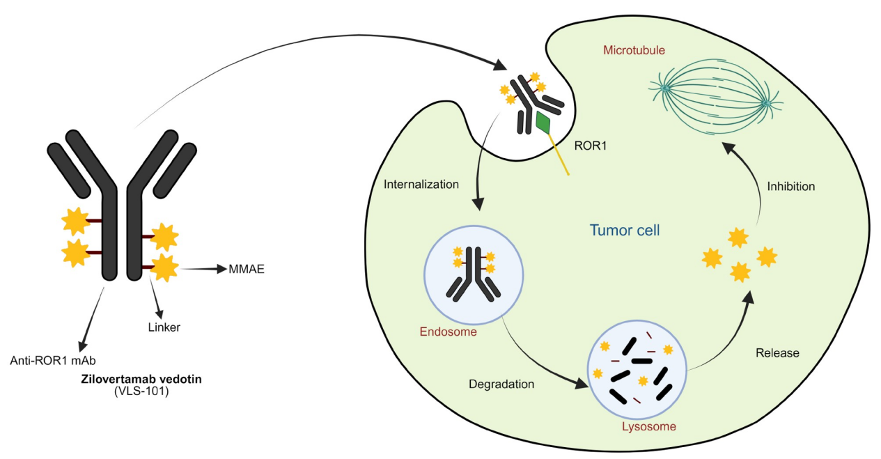 Receptor tyrosine kinase-like orphan receptor ROR1
