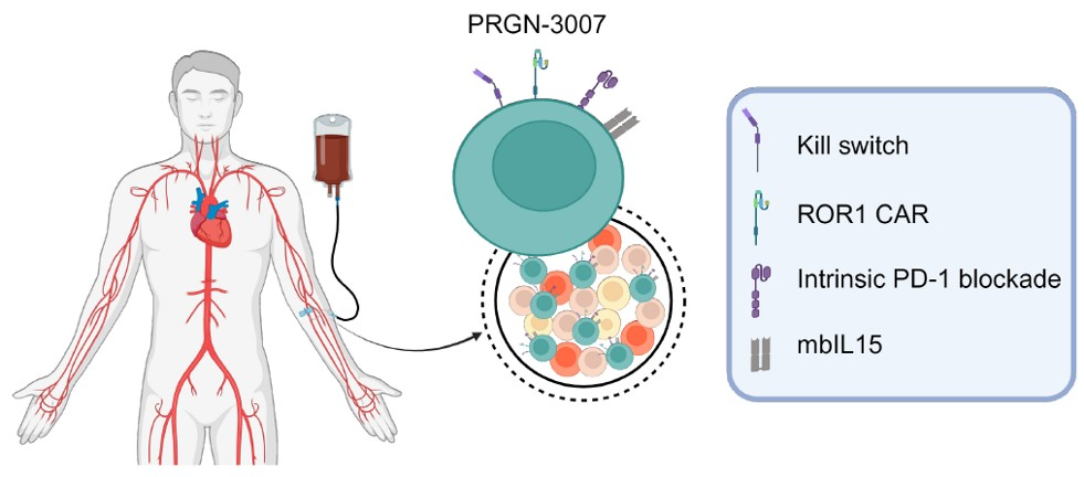 Receptor tyrosine kinase-like orphan receptor ROR1