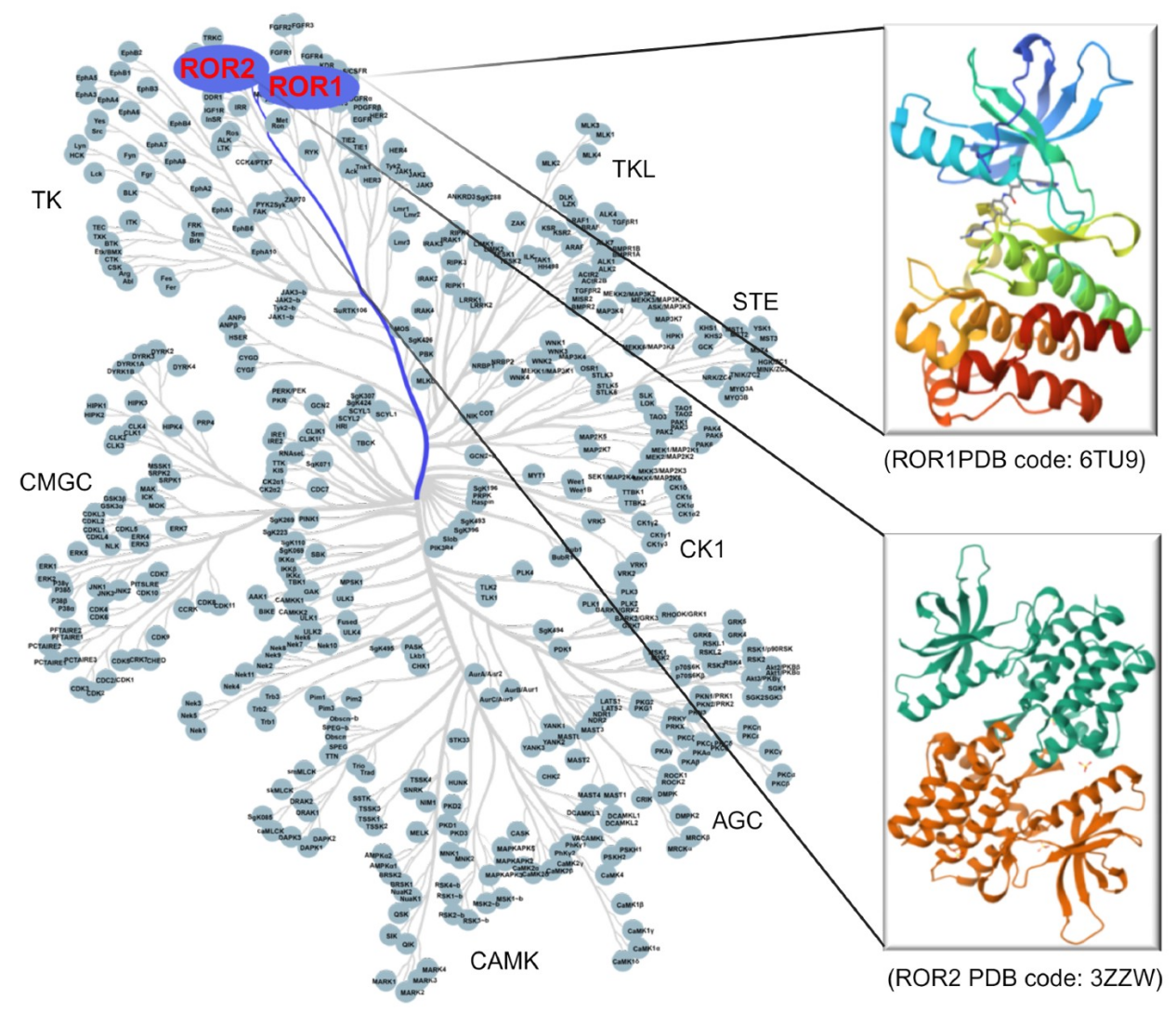 Receptor tyrosine kinase-like orphan receptor ROR1