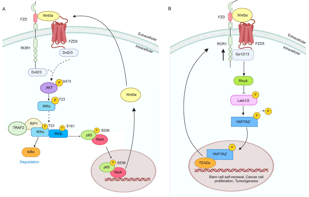 Receptor tyrosine kinase-like orphan receptor ROR1