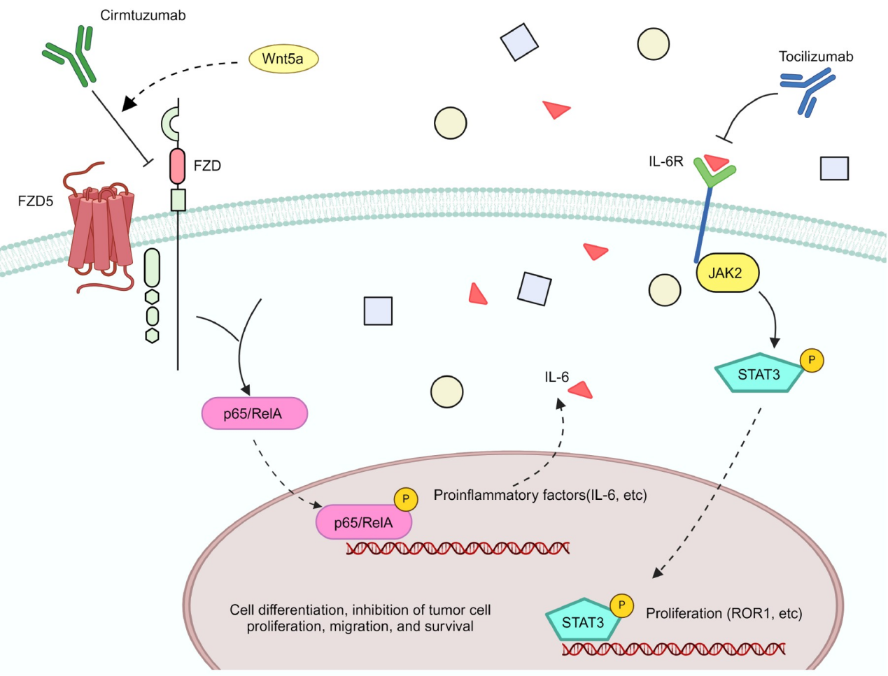 Receptor tyrosine kinase-like orphan receptor ROR1