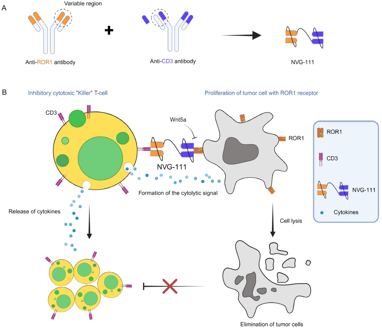 Receptor tyrosine kinase-like orphan receptor ROR1