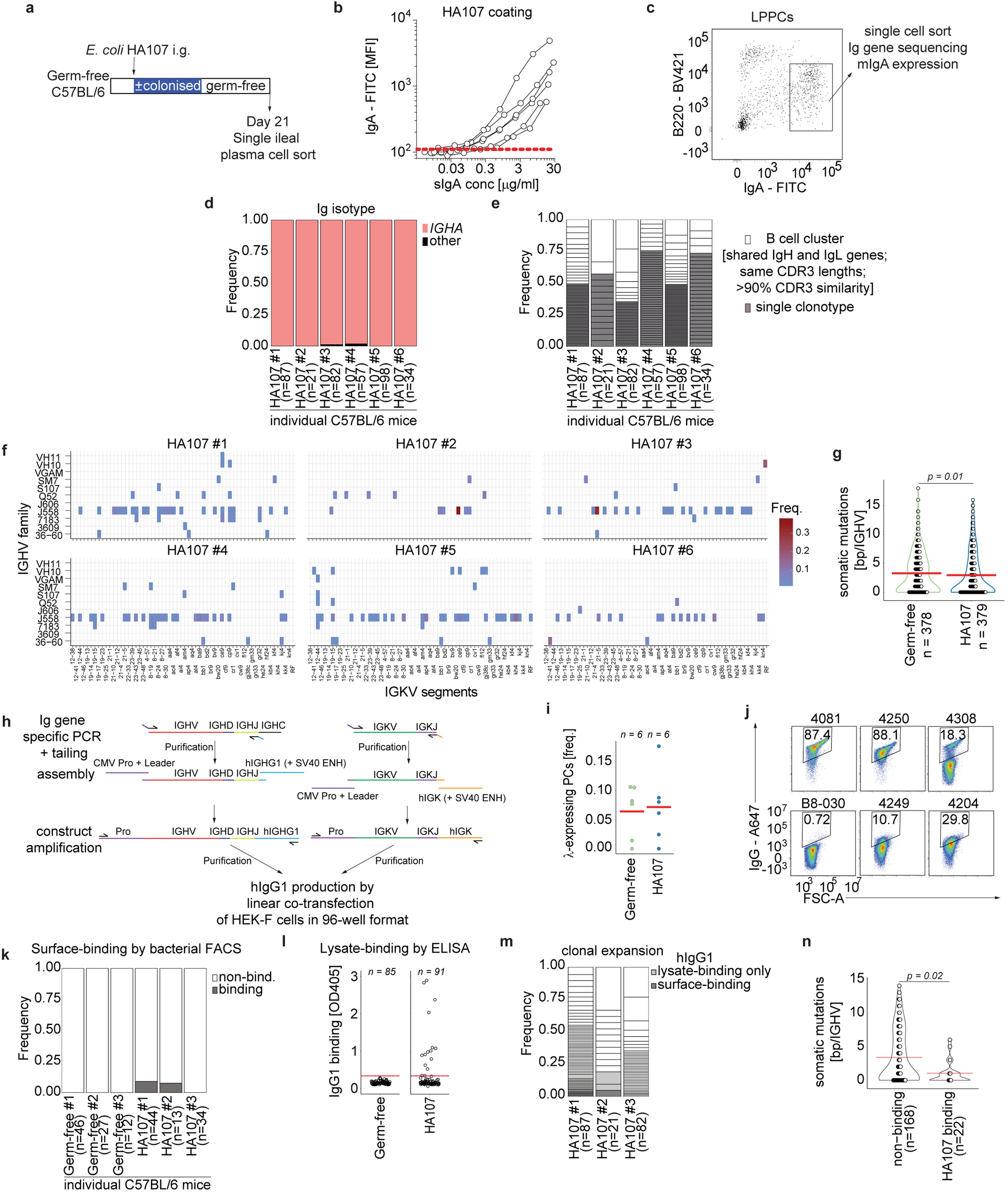 Recombinant IgA shape the intestinal microbiota
