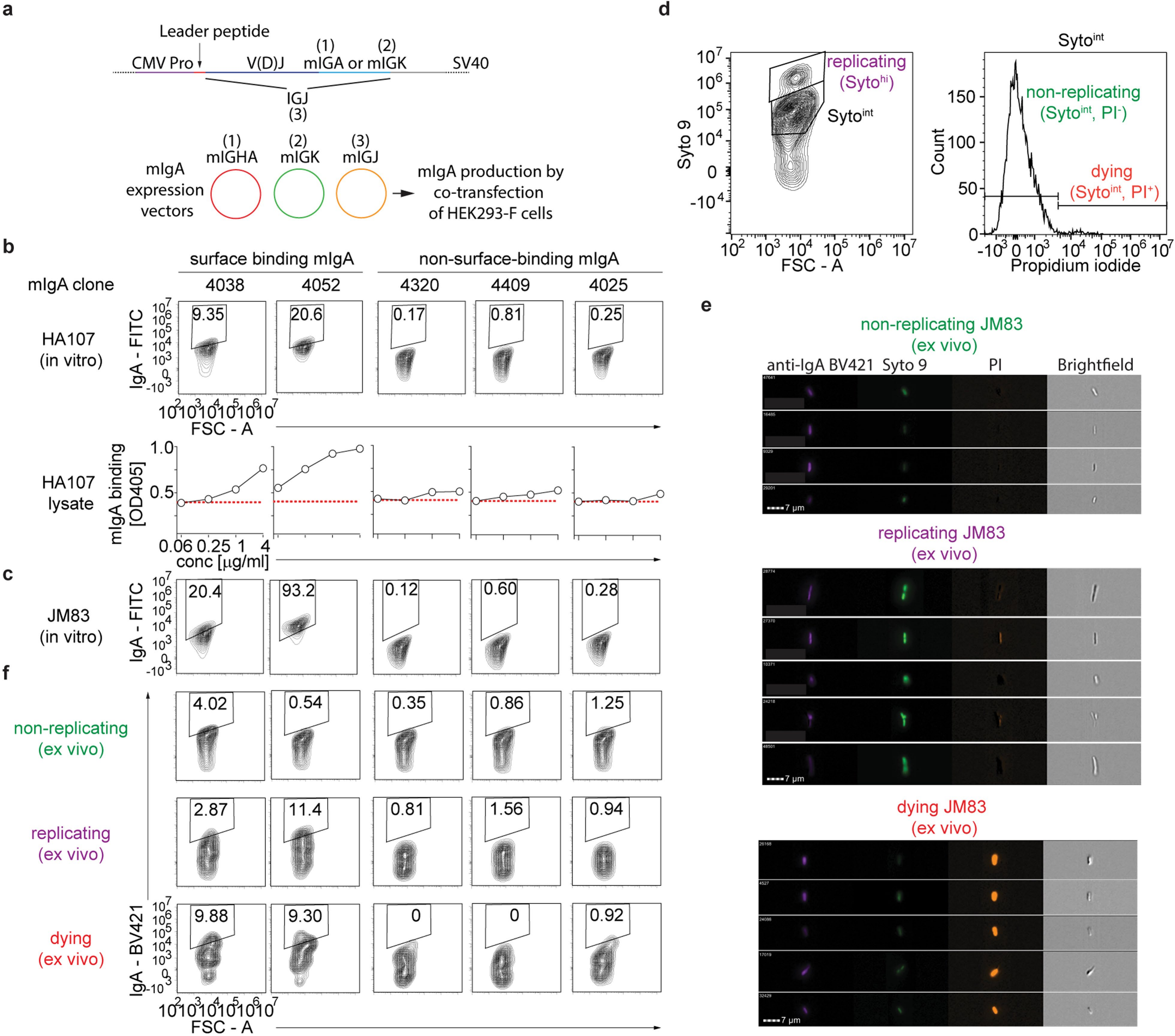 Recombinant IgA shape the intestinal microbiota