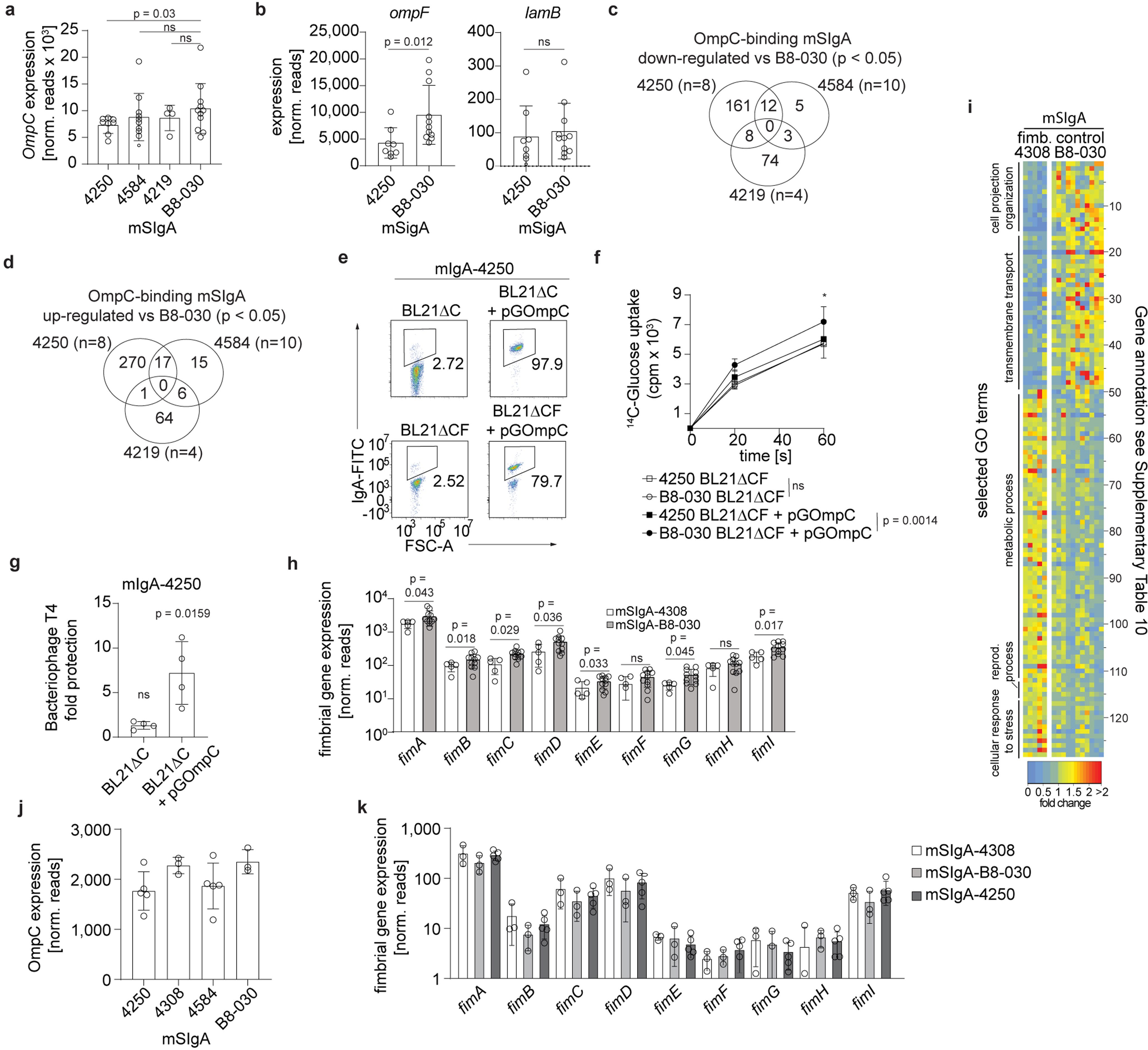 Recombinant IgA shape the intestinal microbiota