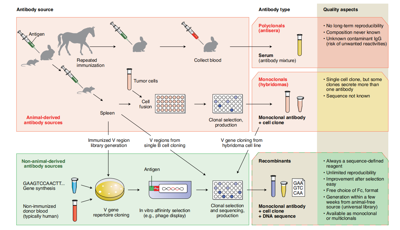 Recombinant antibodies: antibody sequencing and artificial intelligence help antibody design