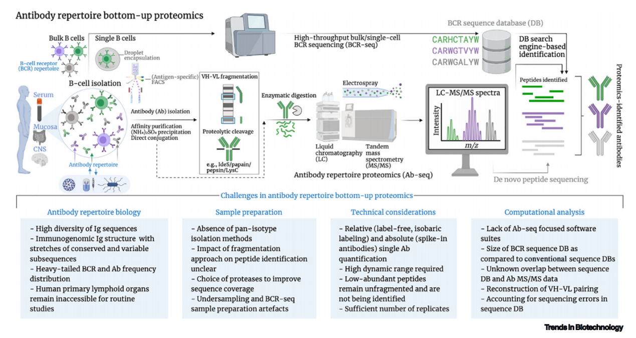 Recombinant antibodies: antibody sequencing and artificial intelligence help antibody design