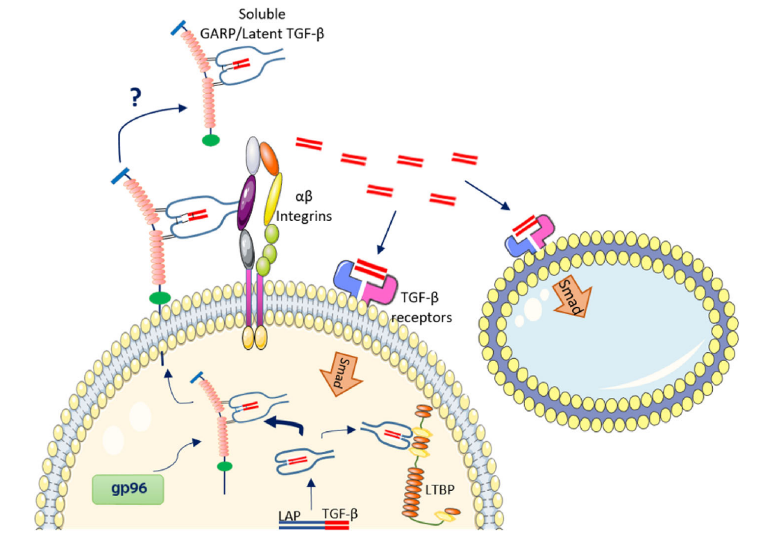 Regulatory T-cell activation regulatory receptor LRRC32