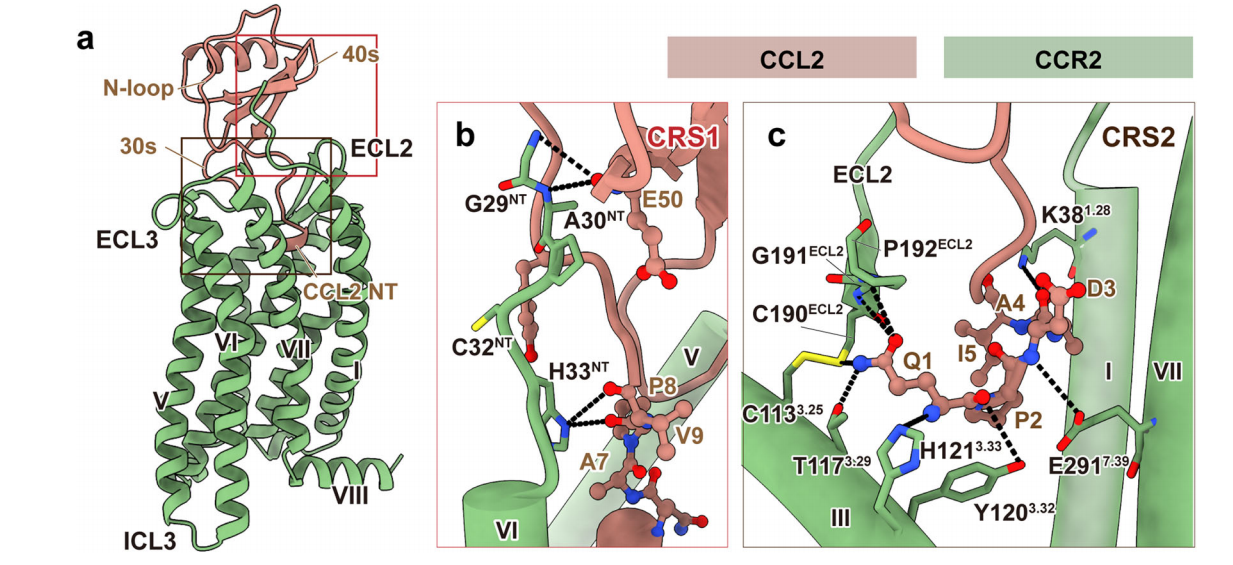 Role of CCR2-CCL2 axis in cancer immunity
