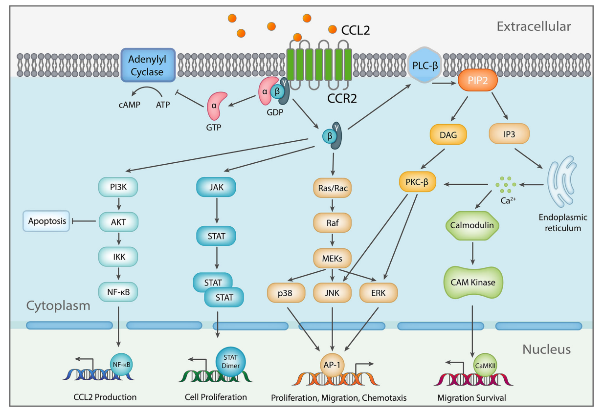 Role of CCR2-CCL2 axis in cancer immunity