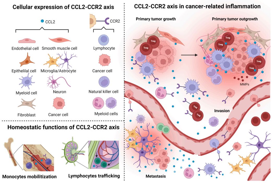 Role of CCR2-CCL2 axis in cancer immunity