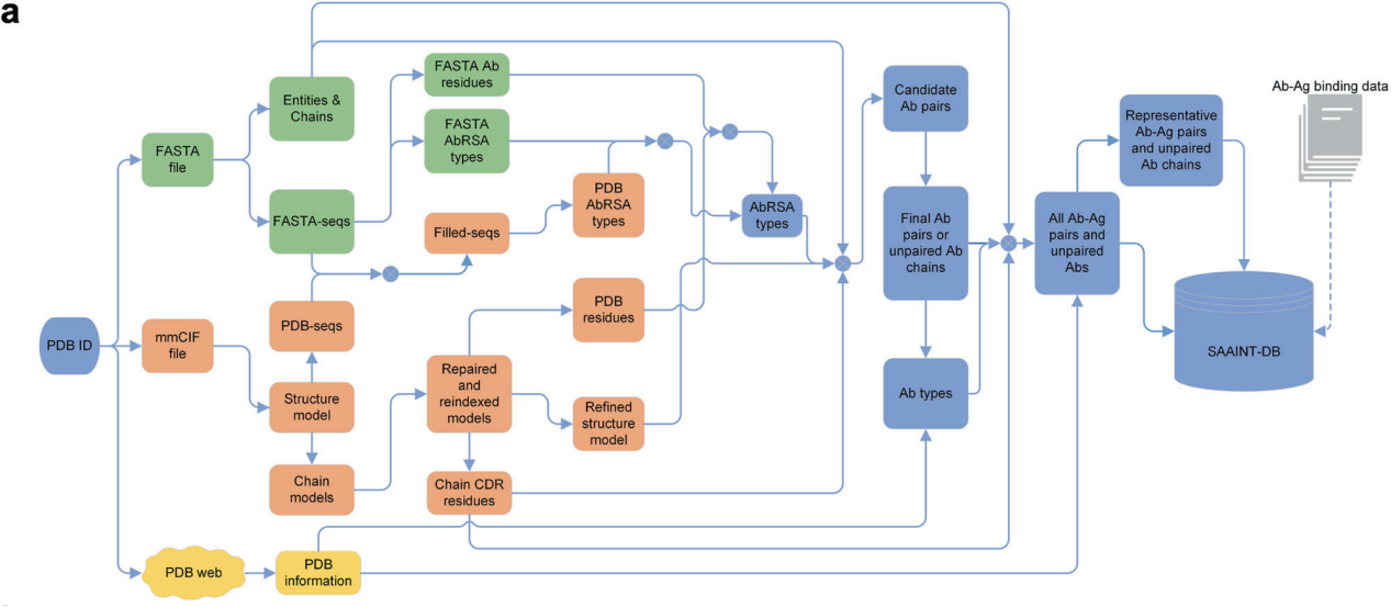 SAAINT-DB a comprehensive structural antibody database for antibody modeling and design