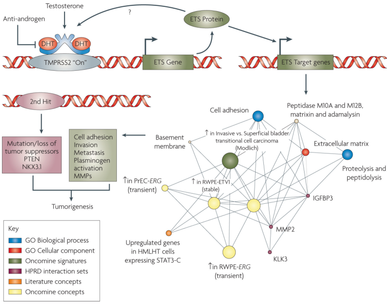 SND1: potential prostate cancer target