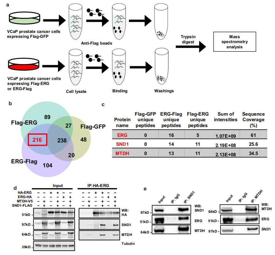 SND1: potential prostate cancer target