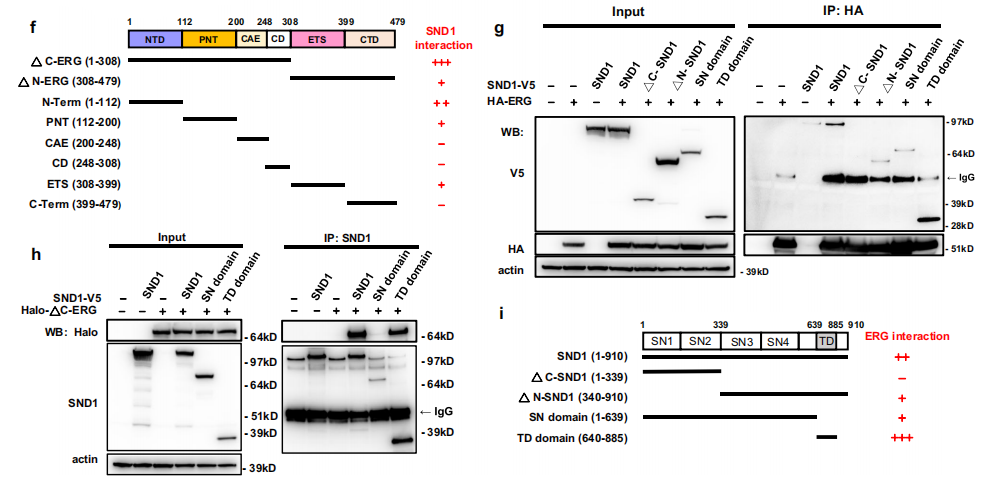 SND1: potential prostate cancer target