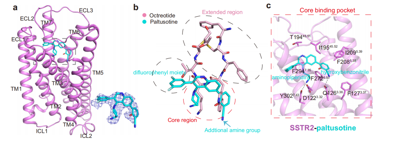 SSTR2 is a therapeutic target for neuroendocrine tumors