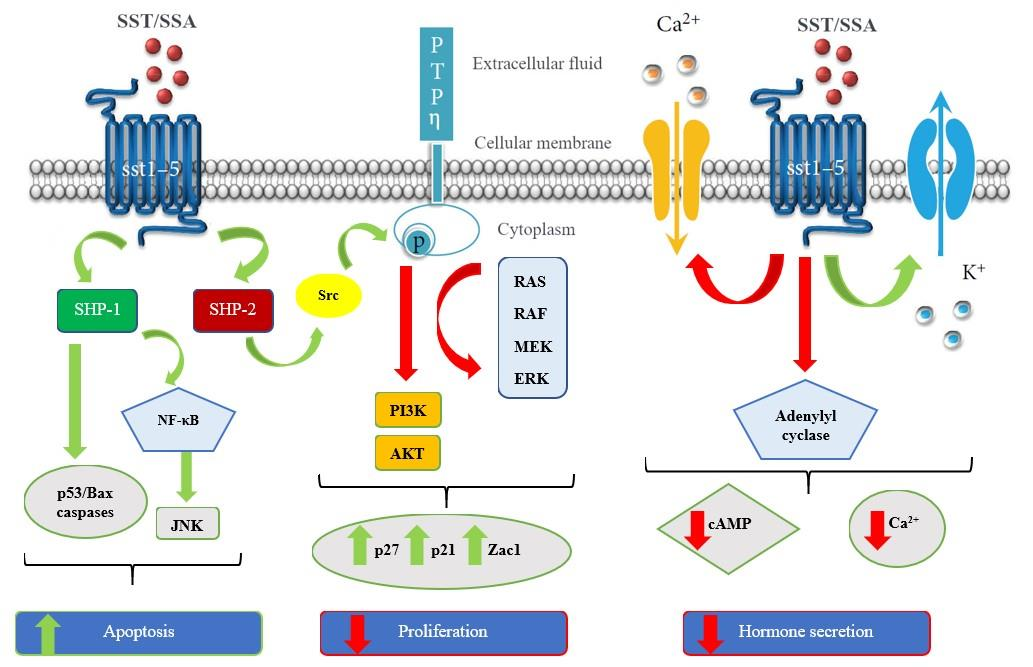 SSTR2 is a therapeutic target for neuroendocrine tumors