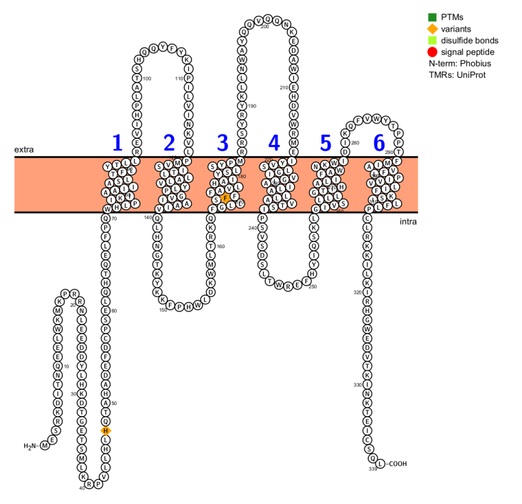 STEAP1 is a therapeutic target for prostate cancer