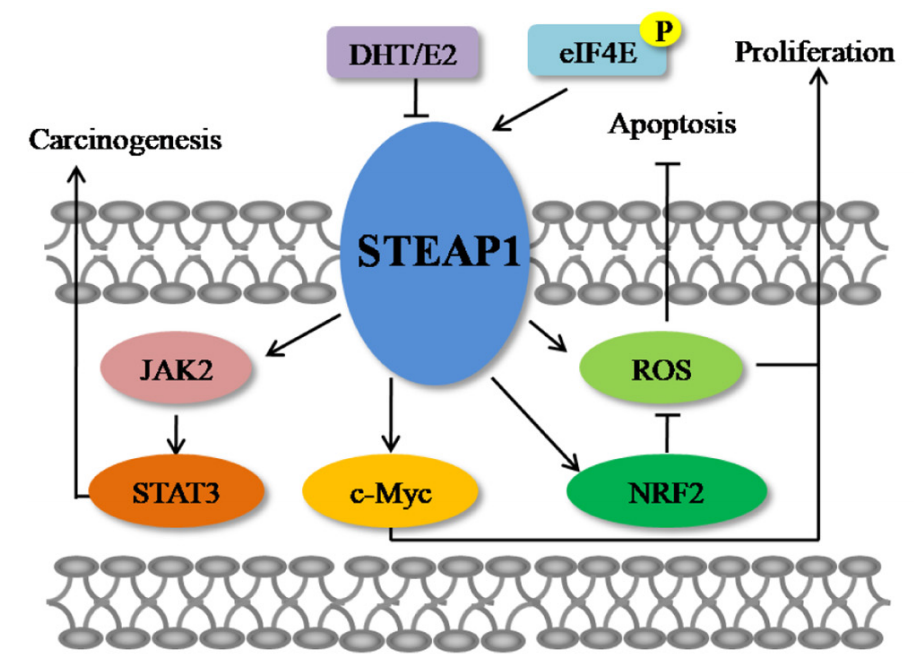 STEAP1 is a therapeutic target for prostate cancer