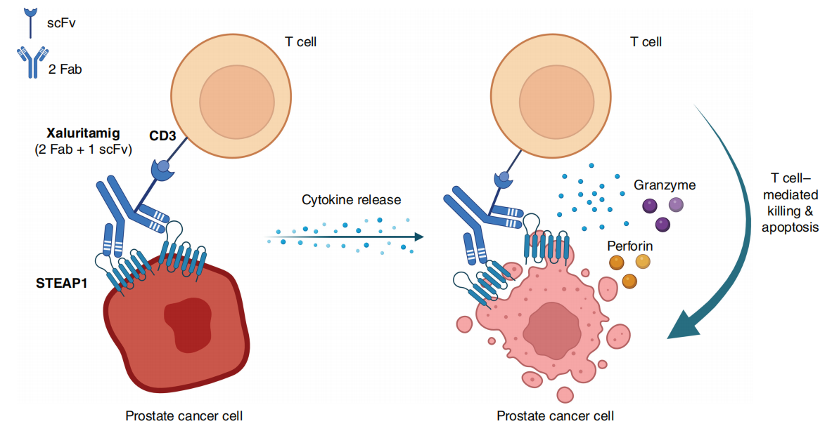 STEAP1 is a therapeutic target for prostate cancer
