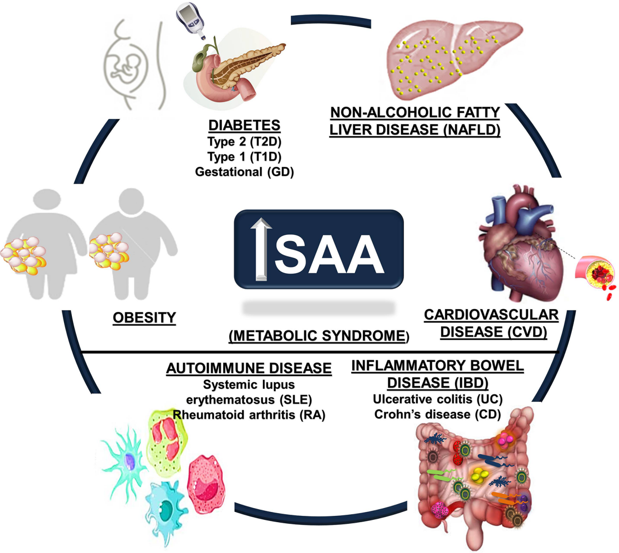 Sensitive inflammatory markers SAA