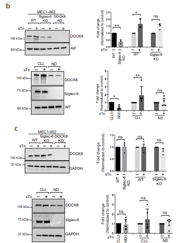 Siglec-6 as a therapeutic target for cell migration and adhesion in chronic lymphocytic leukemia