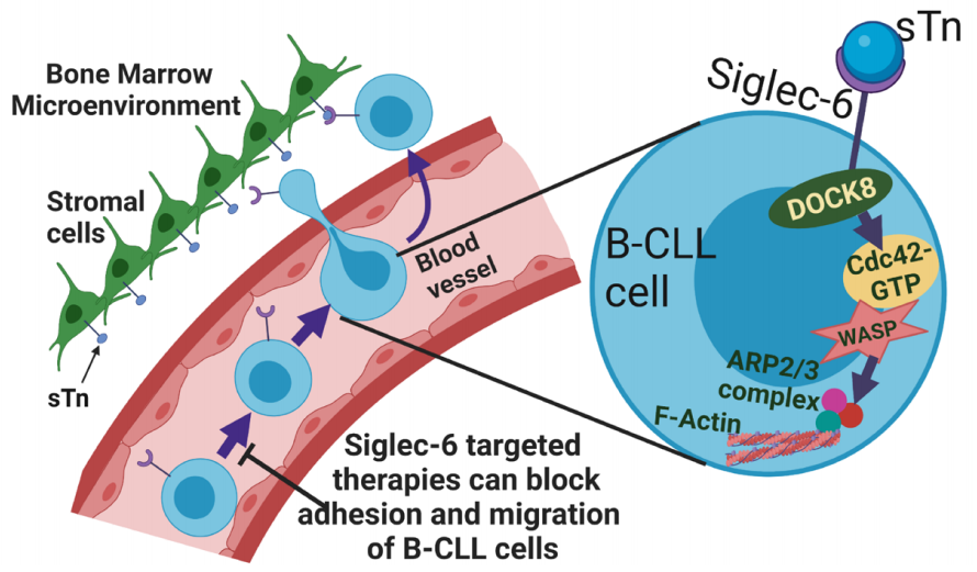 Siglec-6 as a therapeutic target for cell migration and adhesion in chronic lymphocytic leukemia