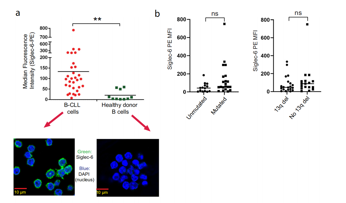 Siglec-6 as a therapeutic target for cell migration and adhesion in chronic lymphocytic leukemia