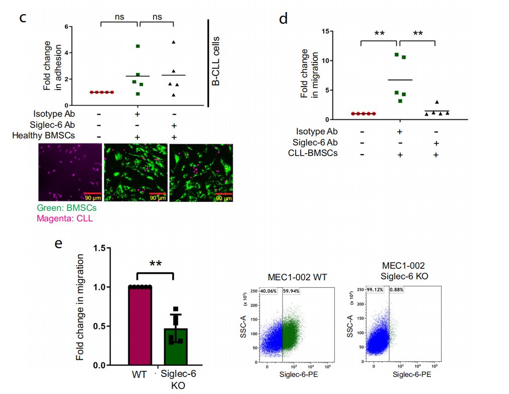 Siglec-6 as a therapeutic target for cell migration and adhesion in chronic lymphocytic leukemia