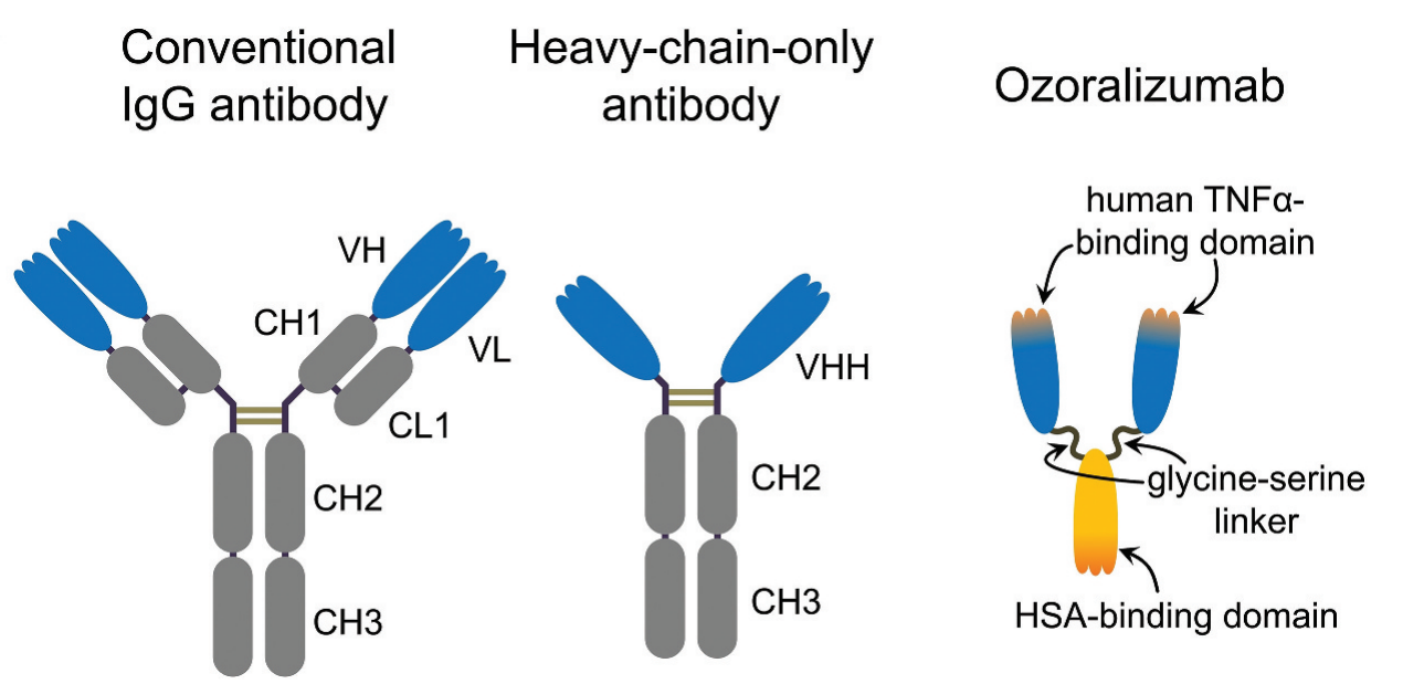 Single domain antibodies as therapeutics for solid tumor treatment