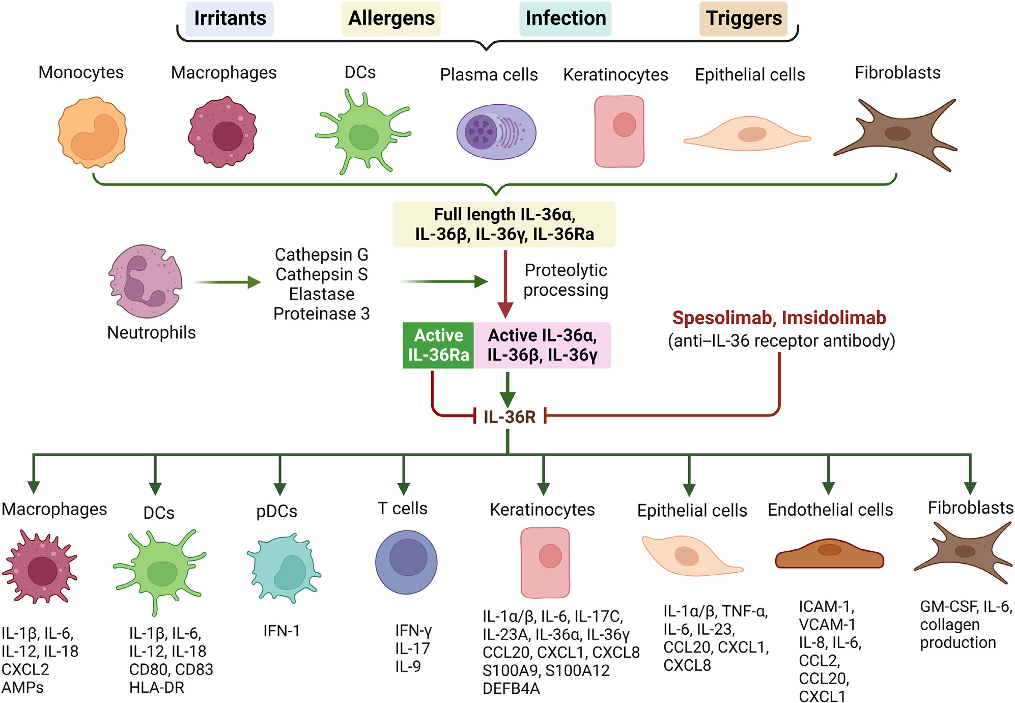 Skin inflammation treatment target IL36R