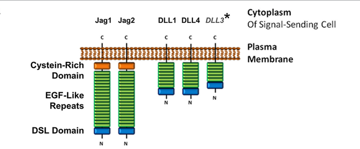 Small cell lung cancer treatment target DLL3