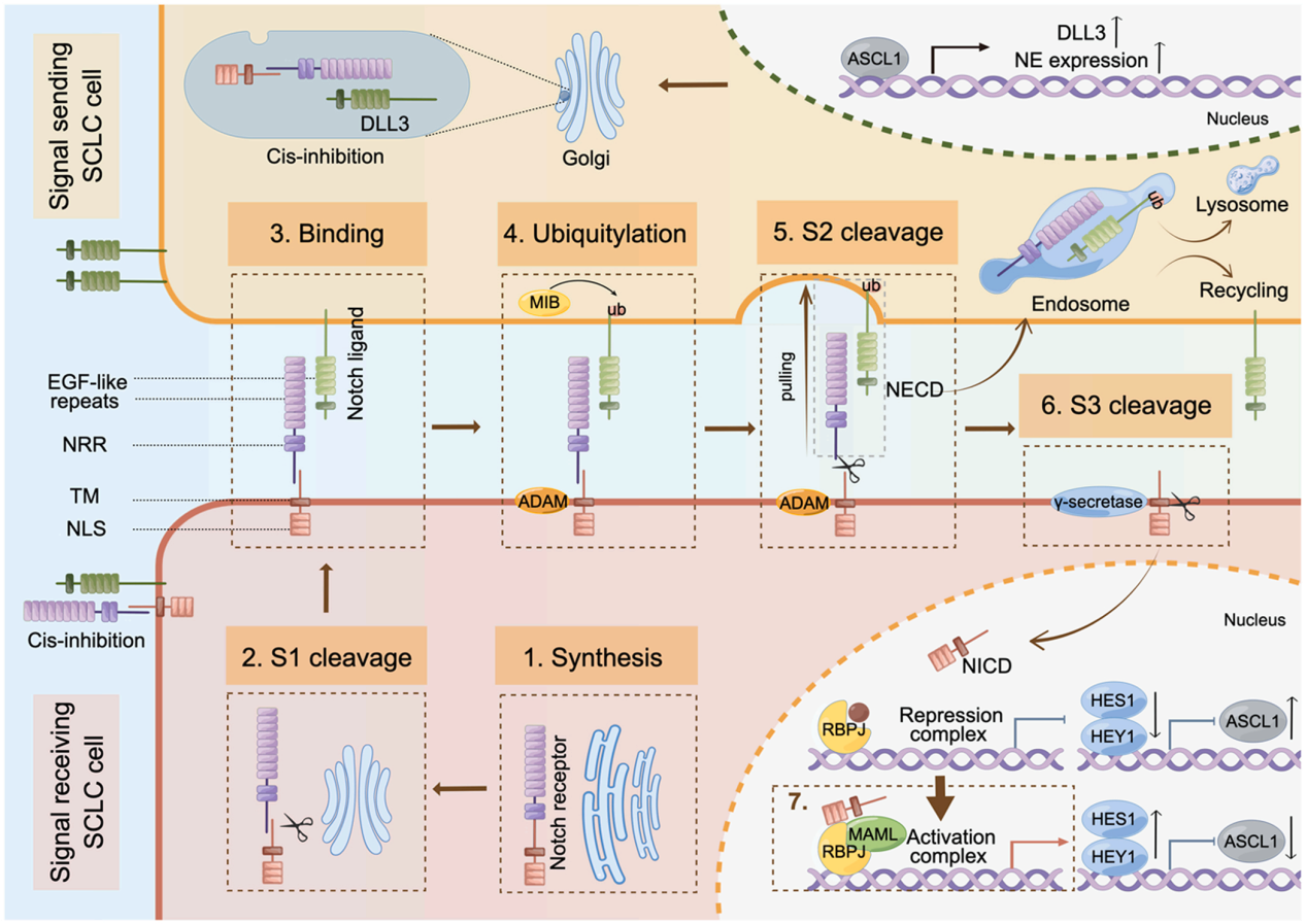 Small cell lung cancer treatment target DLL3