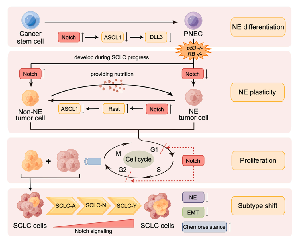 Small cell lung cancer treatment target DLL3