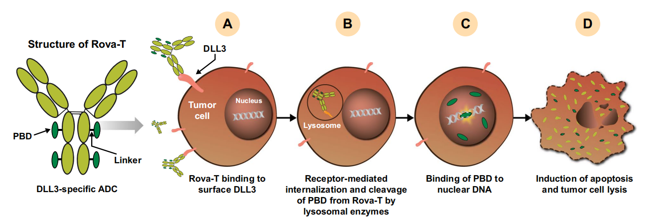 Small cell lung cancer treatment target DLL3