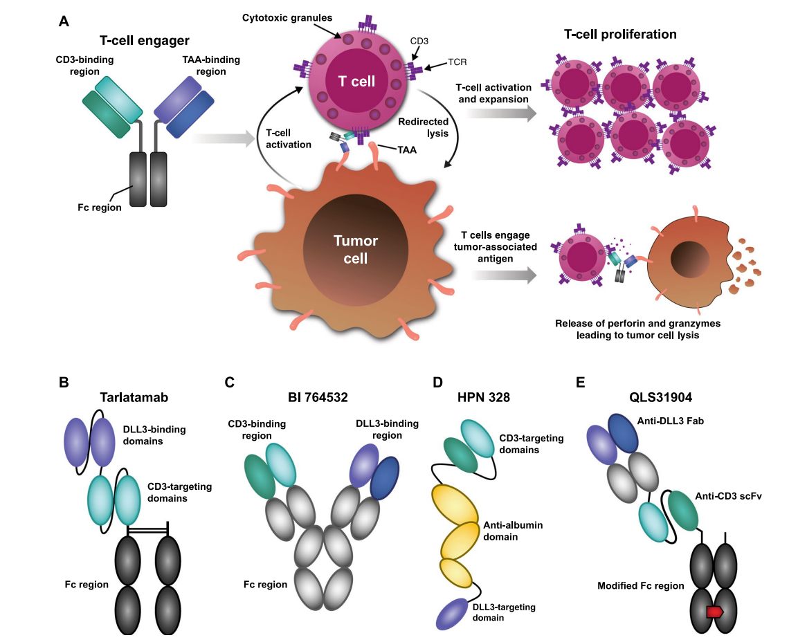 Small cell lung cancer treatment target DLL3