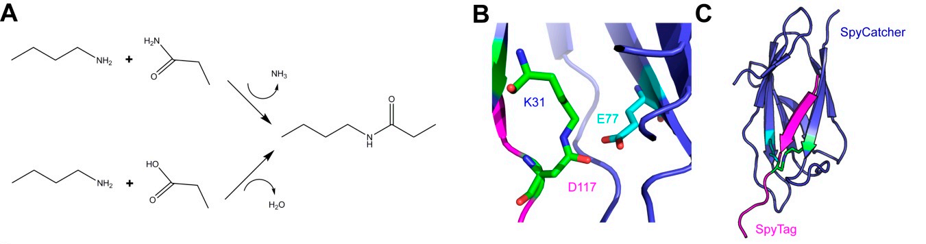 SpyTag SpyCatcher system Protein covalent coupling technology