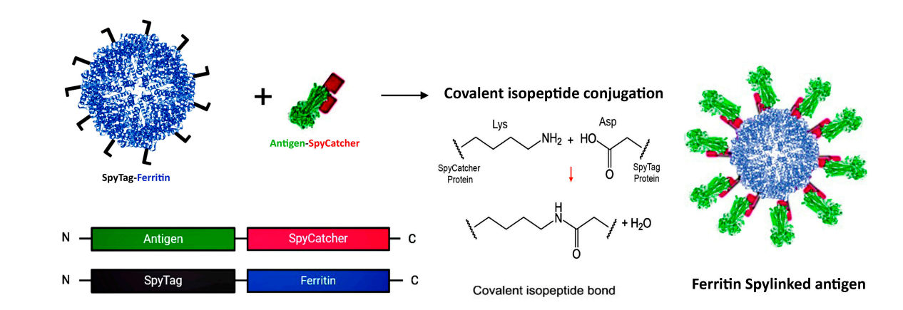SpyTag SpyCatcher system Protein covalent coupling technology