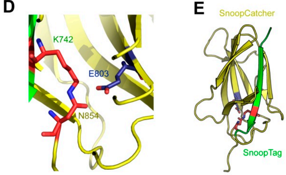 SpyTag SpyCatcher system Protein covalent coupling technology